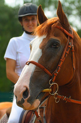 Конная прогулка для двоих в Рязани. Подарочные сертификаты Ultra Подарки. Купить оригинальный подарок или подарочный сертификат на Конная прогулка для двоих в Рязани. Сервис UltraPodarki.ru 8-800-505-9530. Катание на лошадях, Прогулка на лошади, Прогулка на лошадях для двоих, Конная прогулка для двоих, конный клуб, Конный клуб Гиппа, конная прогулка, конная прогулка в Рязани