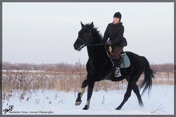 Конная прогулка для двоих в Рязани. Подарочные сертификаты Ultra Подарки. Купить оригинальный подарок или подарочный сертификат на Конная прогулка для двоих в Рязани. Сервис UltraPodarki.ru 8-800-505-9530. Катание на лошадях, Прогулка на лошади, Прогулка на лошадях для двоих, Конная прогулка для двоих, конный клуб, Конный клуб Гиппа, конная прогулка, конная прогулка в Рязани