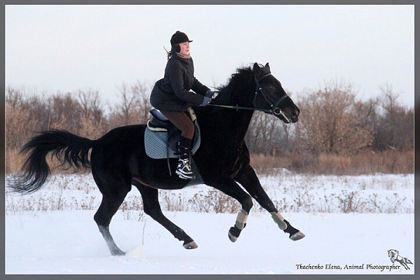 Конная прогулка для двоих в Рязани. Подарочные сертификаты Ultra Подарки. Купить оригинальный подарок или подарочный сертификат на Конная прогулка для двоих в Рязани. Сервис UltraPodarki.ru 8-800-505-9530. Катание на лошадях, Прогулка на лошади, Прогулка на лошадях для двоих, Конная прогулка для двоих, конный клуб, Конный клуб Гиппа, конная прогулка, конная прогулка в Рязани